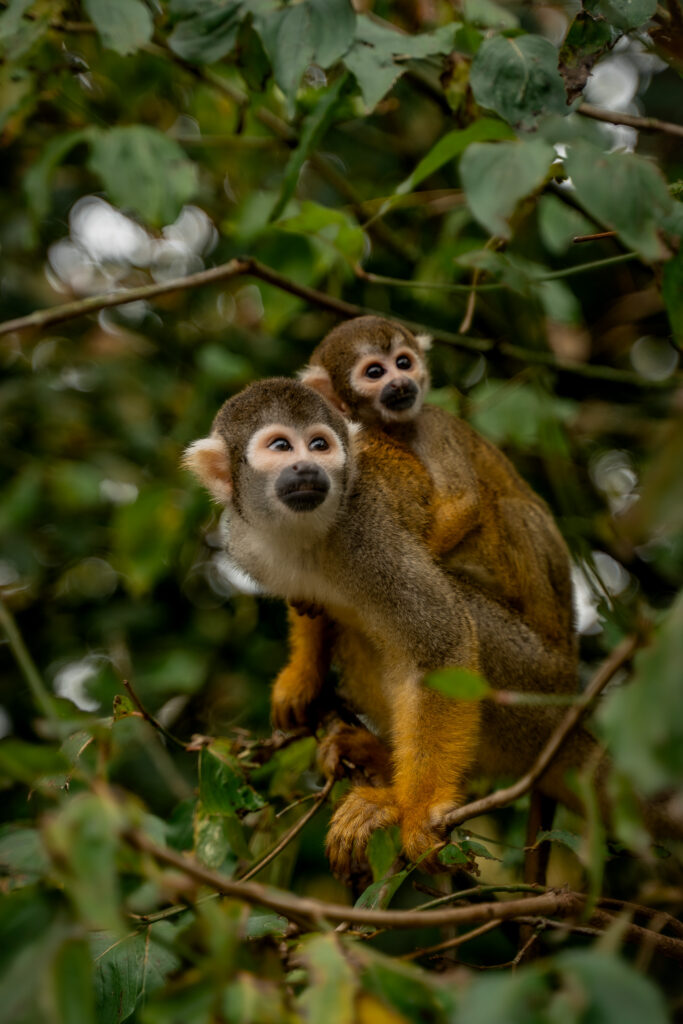 La Vienne Squirrel Monkeys